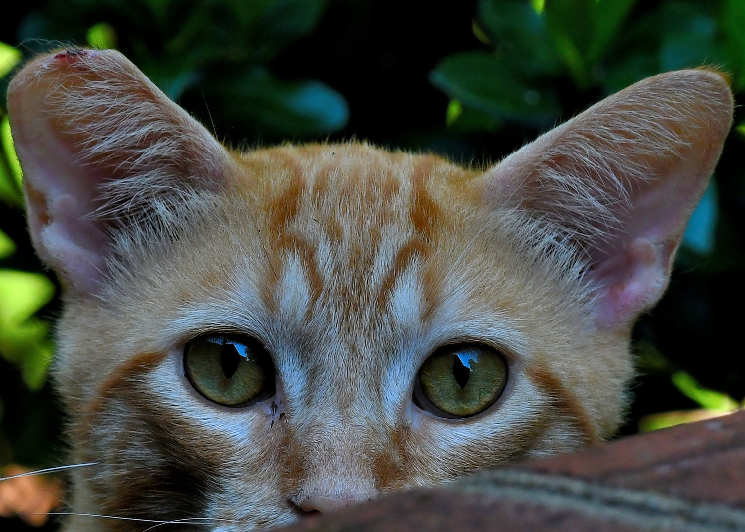 Marbles